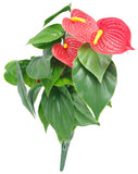 Red Anthurium Bunch UV