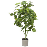 Bright Mixed Philodendron Plant 70cm