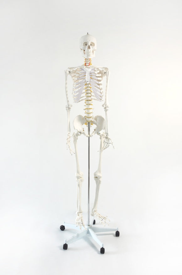 Human Skeleton Anatomical Model 180cm