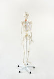 Human Skeleton Anatomical Model 180cm