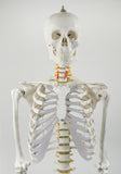 Human Skeleton Anatomical Model 180cm